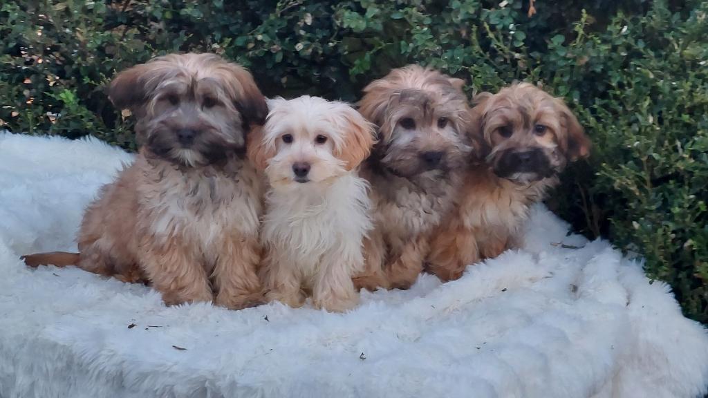 Boomer pups, Dieren en Toebehoren, Honden | Chihuahua's en Gezelschapshonden, Parvo, Nederland, Overige rassen, 8 tot 15 weken