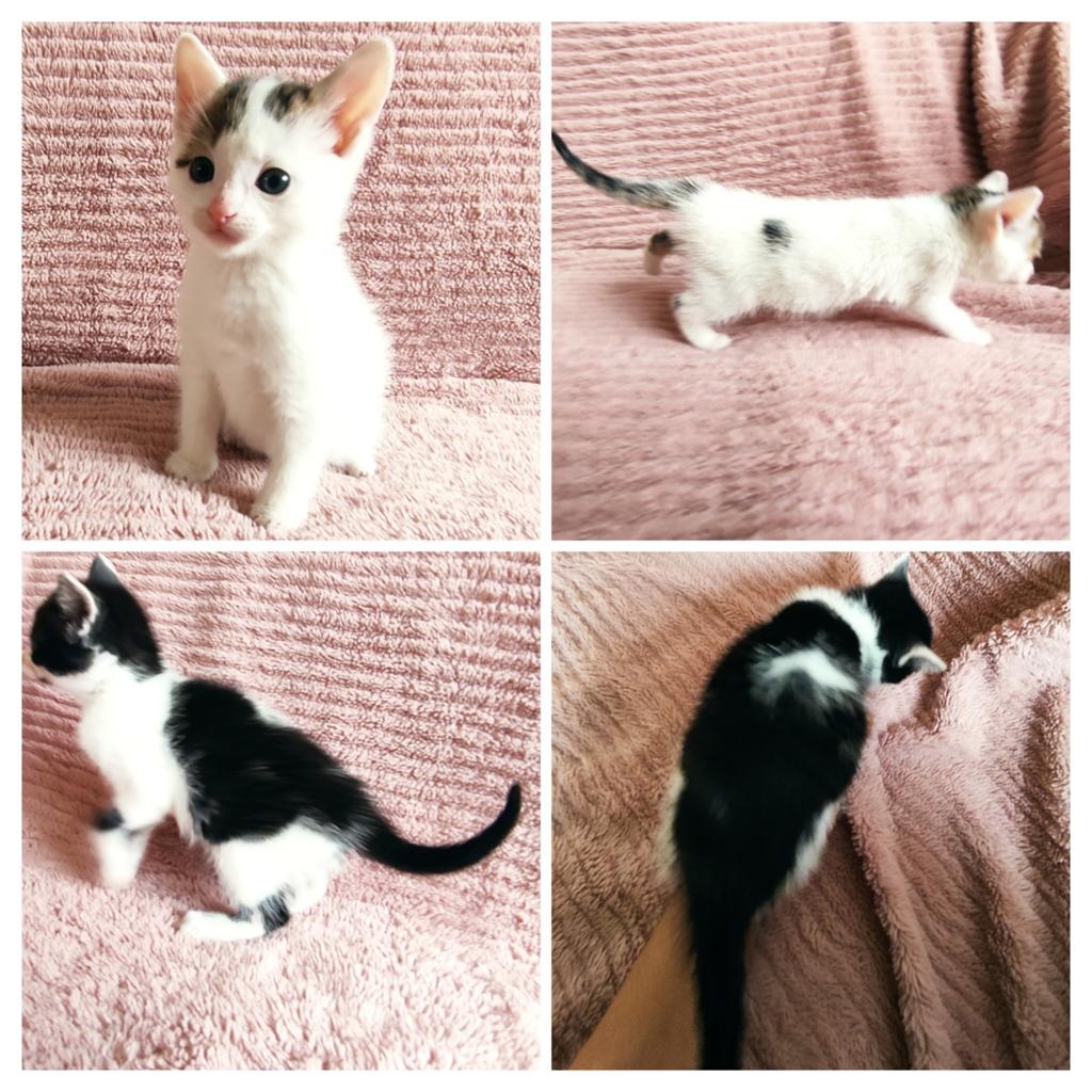 Kittens met unieke kleur patronen: met hartjes!🖤🤍, Dieren en Toebehoren, Katten en Kittens | Overige Katten, Meerdere dieren
