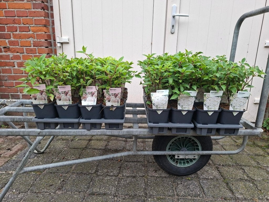 Mooie soorten Hydrangea (Hortensia) in pot!, Ophalen, Hortensia, Minder dan 100 cm