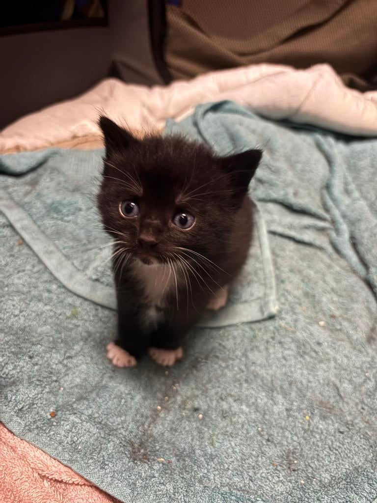6 lieve kittens zoeken een nieuw thuis, Dieren en Toebehoren, Meerdere dieren, Kortharig, 0 tot 2 jaar