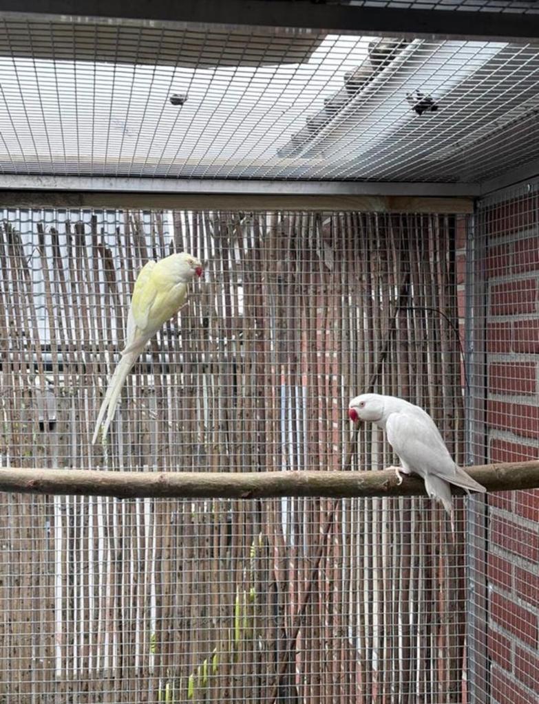 Koppel halsbandparkieten, Meerdere dieren, Parkiet