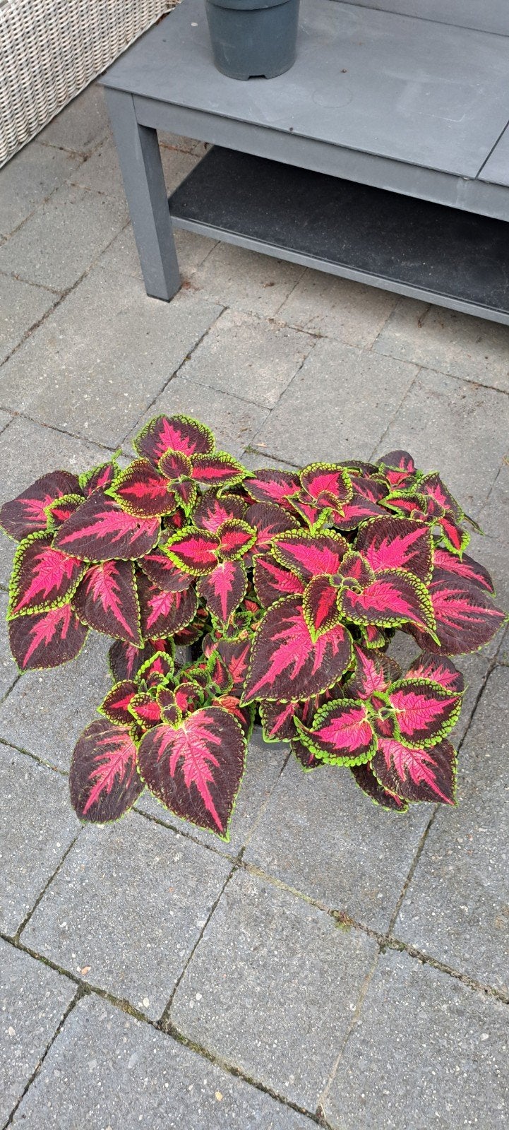 Coleus (siernetel) stekken, bordeaux/roze groene rand.
P, Bloeiende kamerplant, Ophalen of Verzenden, Halfschaduw, Minder dan 100 cm