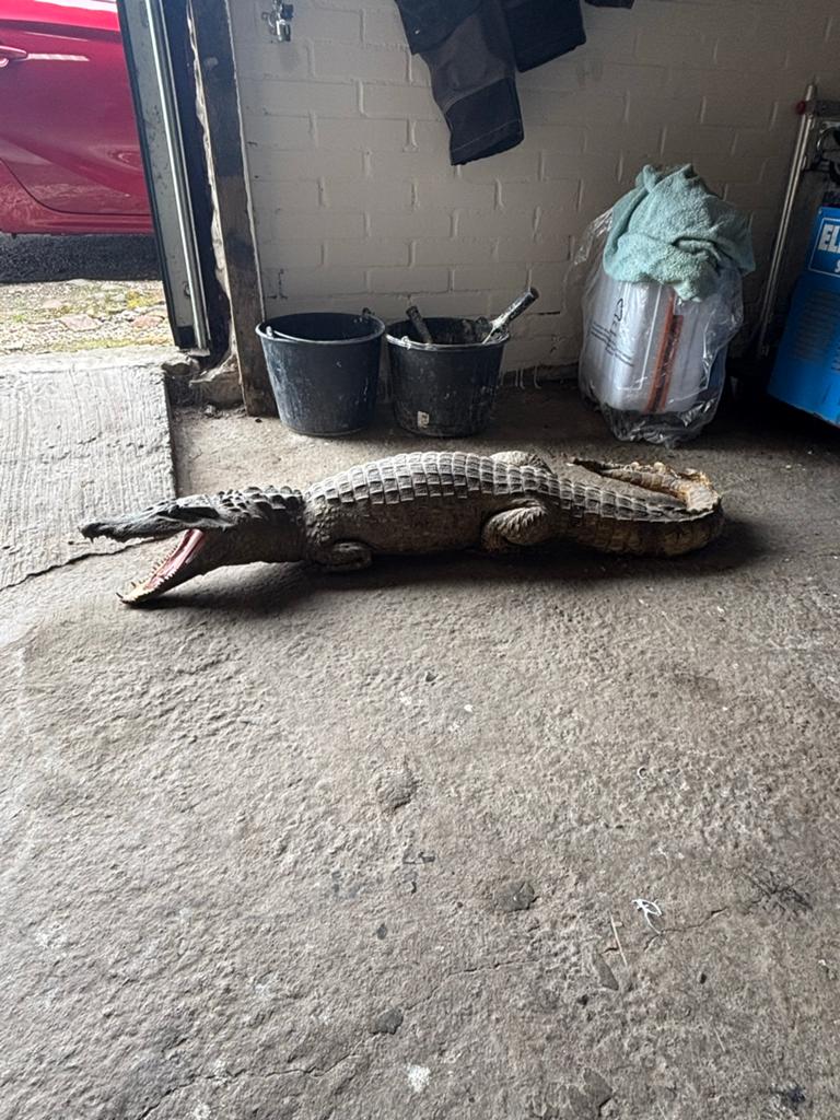 Opgezette krokodil, Overige soorten