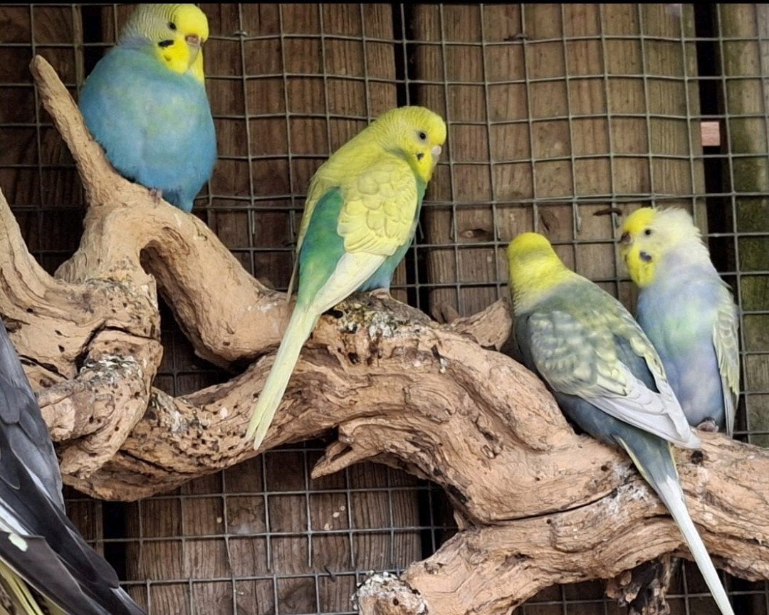 grasparkiet, Dieren en Toebehoren, Vogels | Parkieten en Papegaaien, Meerdere dieren, Parkiet