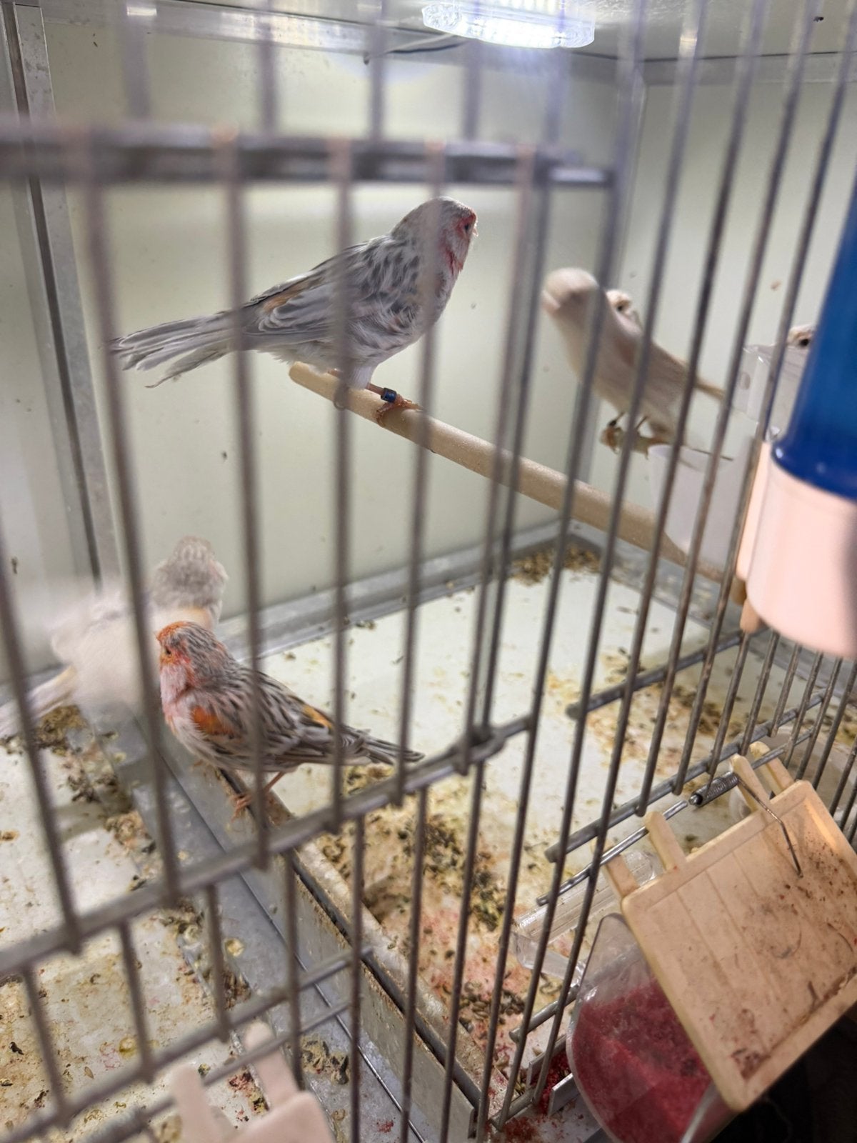 Rood agat mozaiek, Meerdere dieren, Kleurkanarie