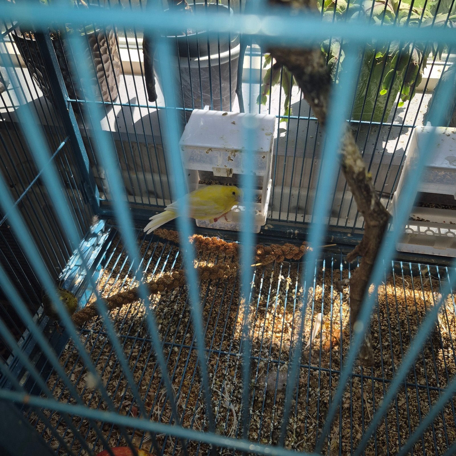 Te koop 2 mannen, Dieren en Toebehoren, Vogels | Kanaries