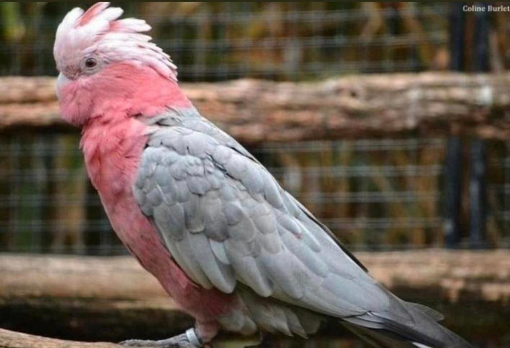 Liefhebber zoekt vogels om een nieuw thuis te