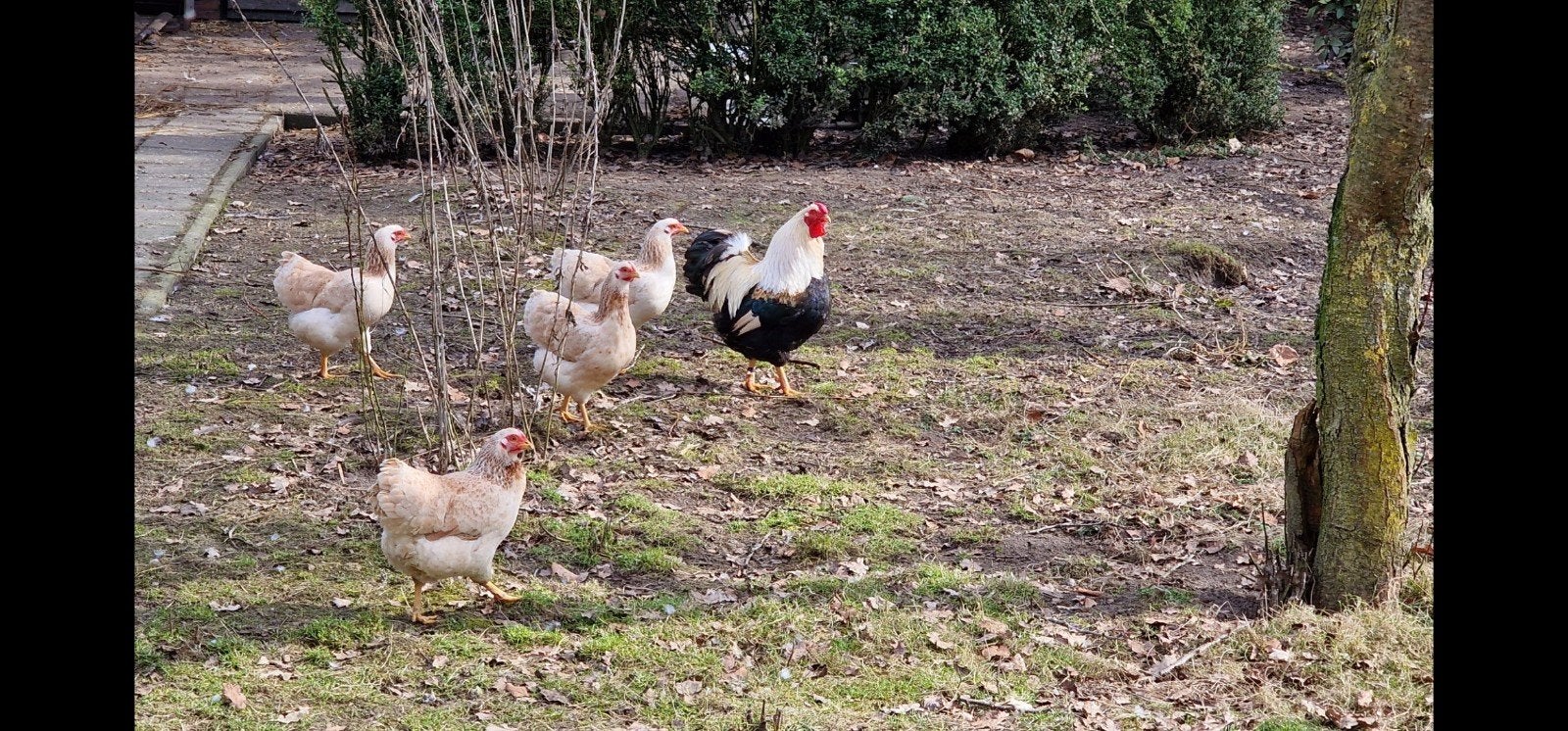 Wyandot krielhaan zalmkleur ruilen, Dieren en Toebehoren, Pluimvee, Mannelijk, Kip
