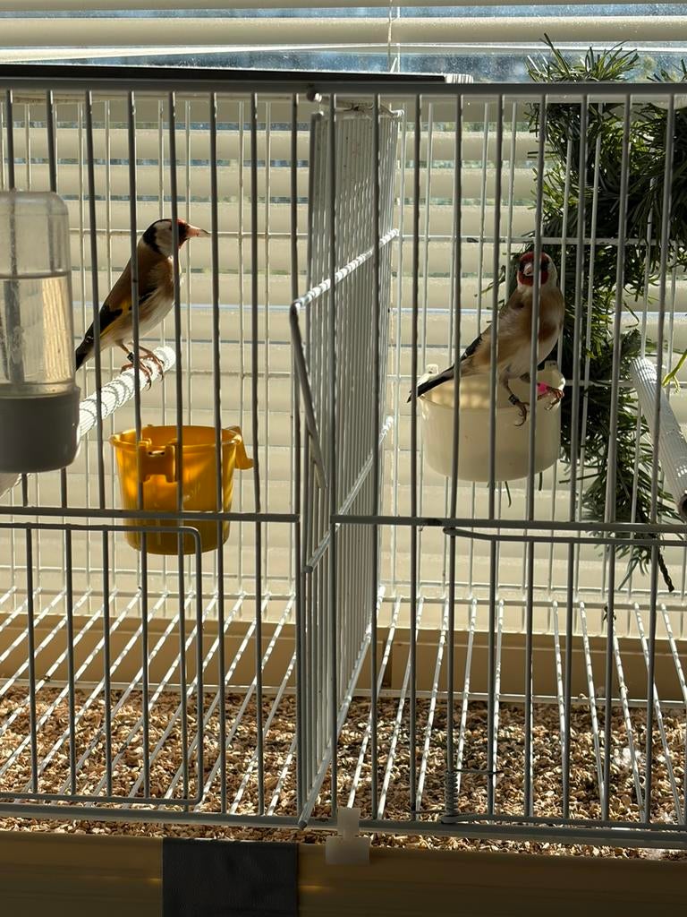 Putter, Dieren en Toebehoren, Vogels | Overige Vogels, Meerdere dieren, Wildzangvogel