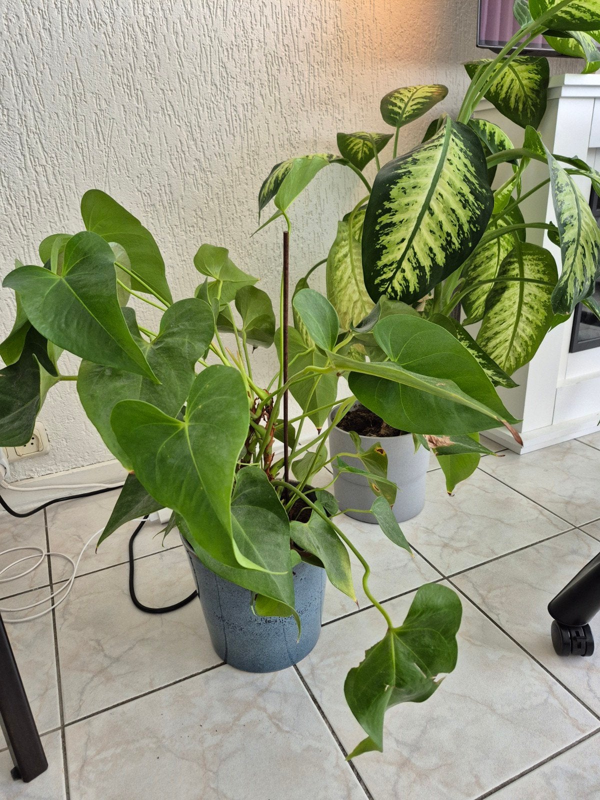 Grote Anthurium plant in pot, Ophalen, 100 tot 150 cm, Overige soorten, Halfschaduw