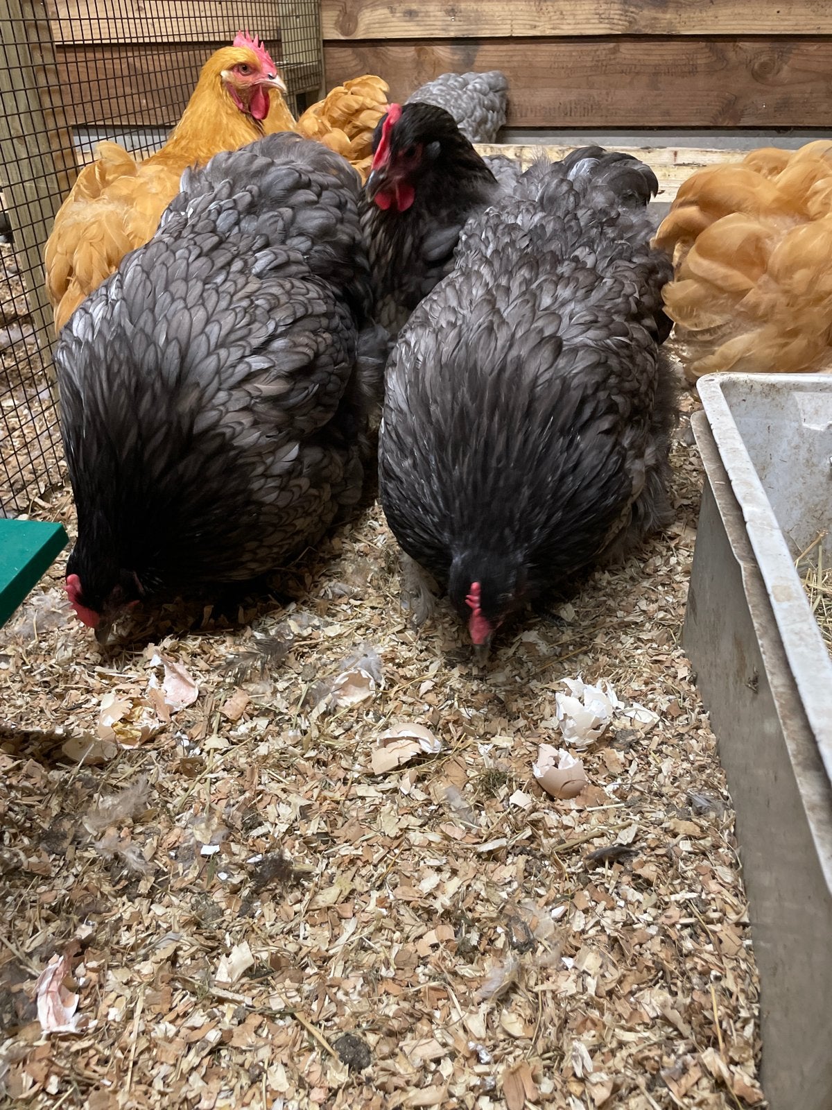 Broedeieren van orpington groot mix, Dieren en Toebehoren