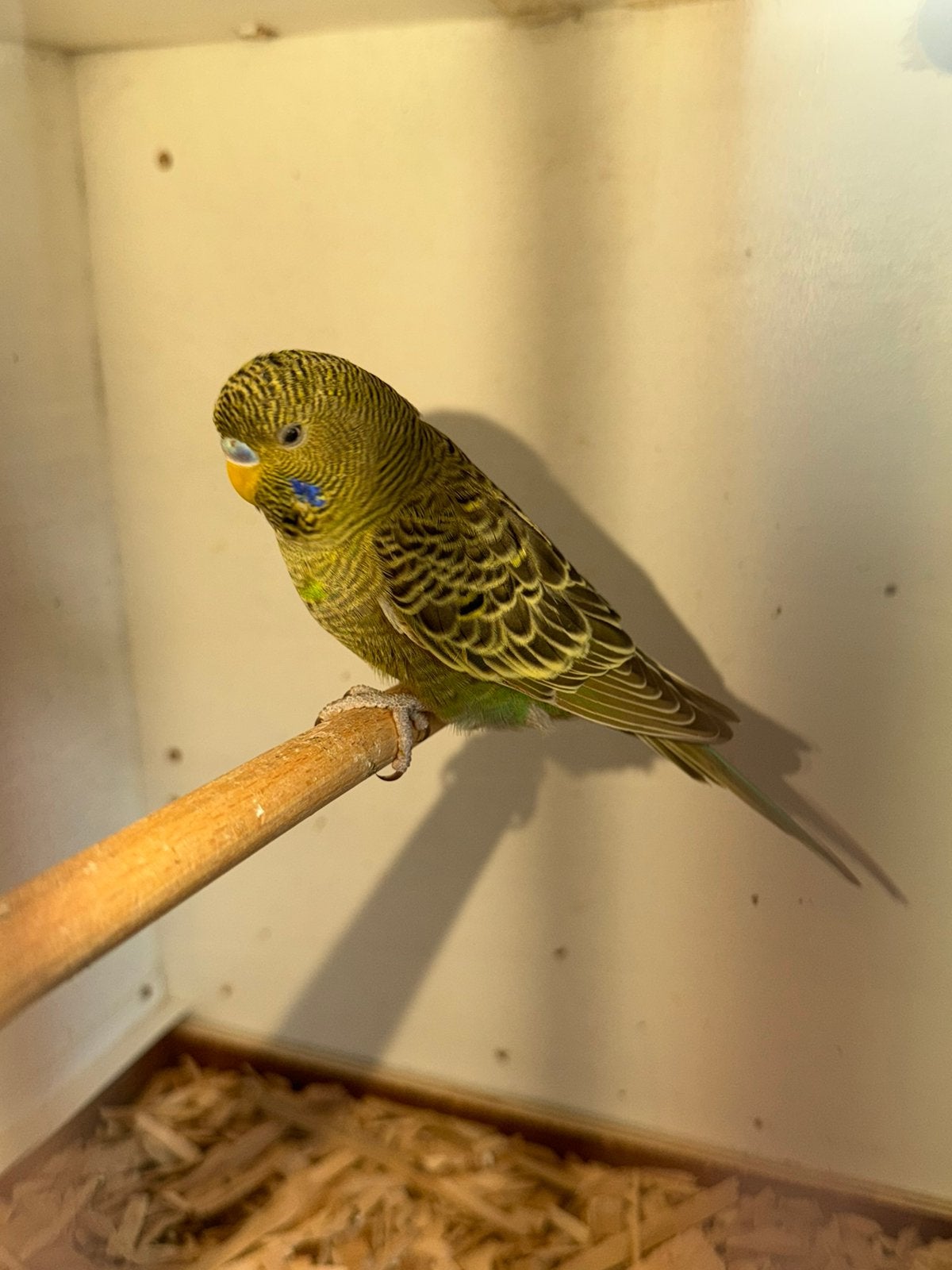 Grijs groene blackface grasparkiet, Dieren en Toebehoren, Vogels | Parkieten en Papegaaien, Mannelijk, Parkiet