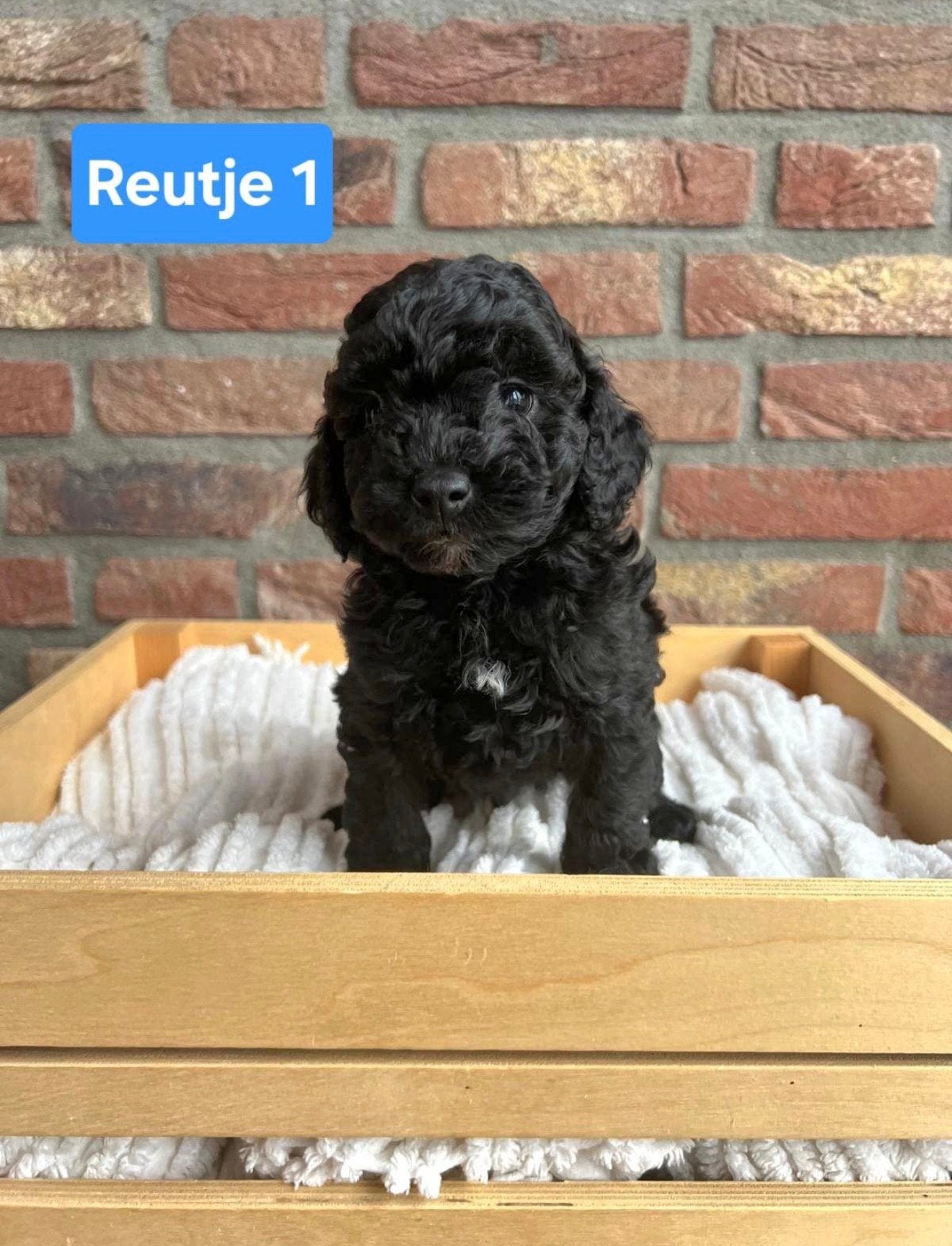 Toy poedel puppy, Poedel, Reu, CDV (hondenziekte), 8 tot 15 weken