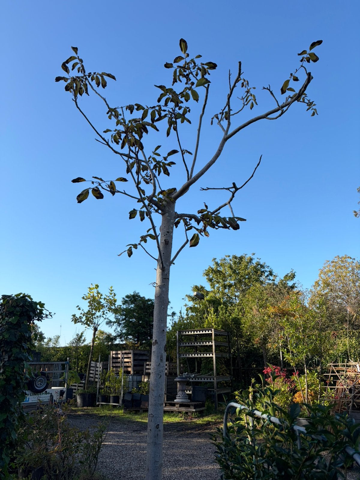 Sale Walnoot boom mooie zware boom, Ophalen, Lente