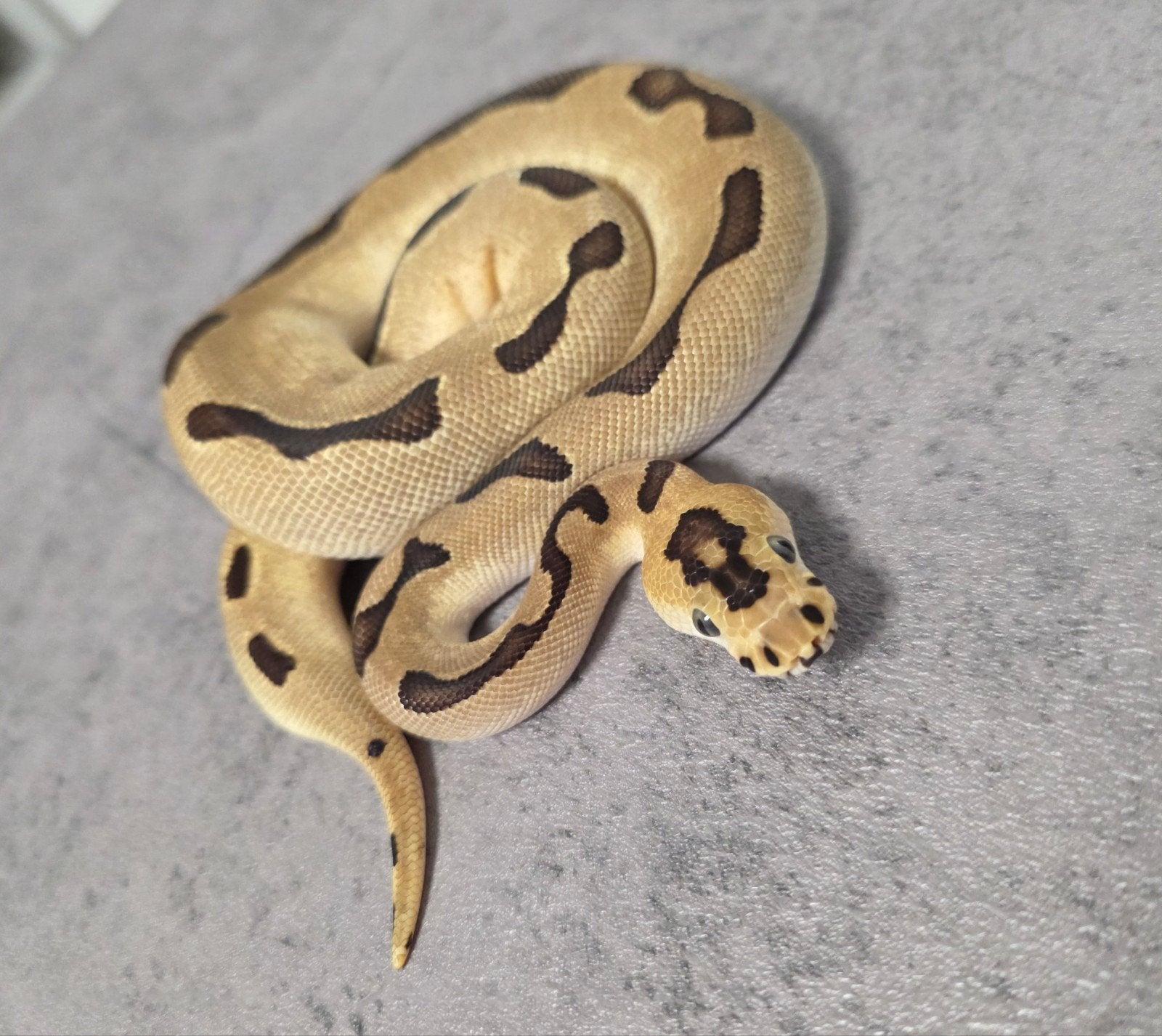 Batman Enchi Blade️♀️ Ball Python - unknown for sale from G.B