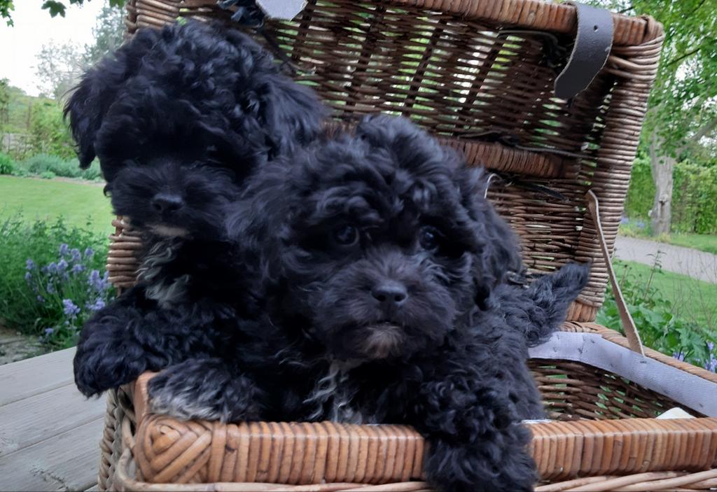 Superlieve Maltipoo pups, Overige rassen, Meerdere, Meerdere dieren, Nederland