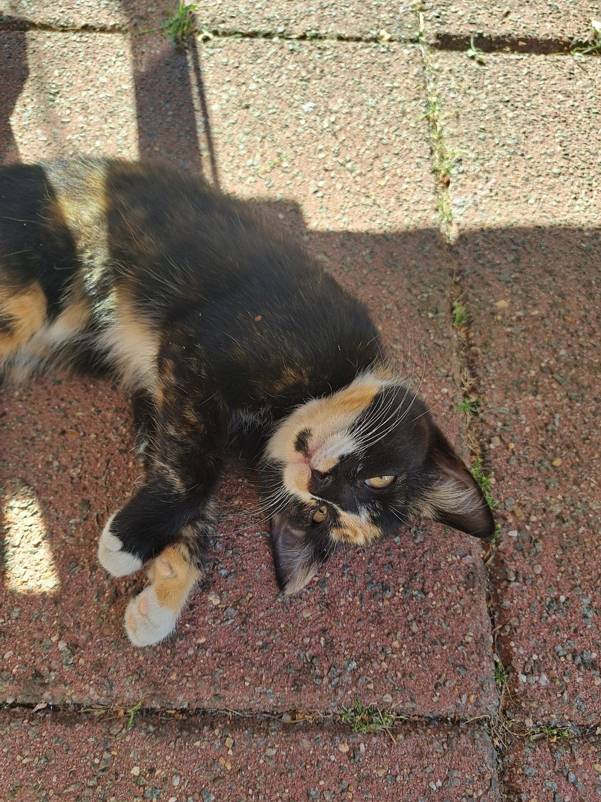 Boerderij katjes te koop, Meerdere dieren, Ontwormd