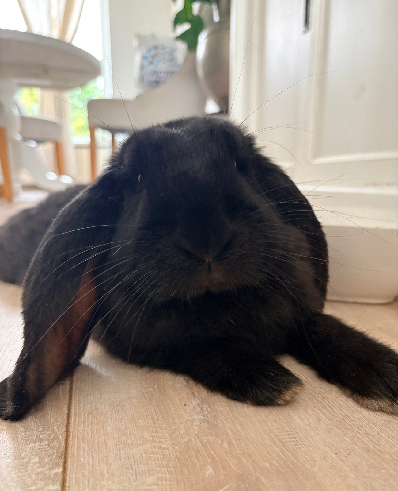 Super lieve franse hangoor, Dieren en Toebehoren, Mannelijk