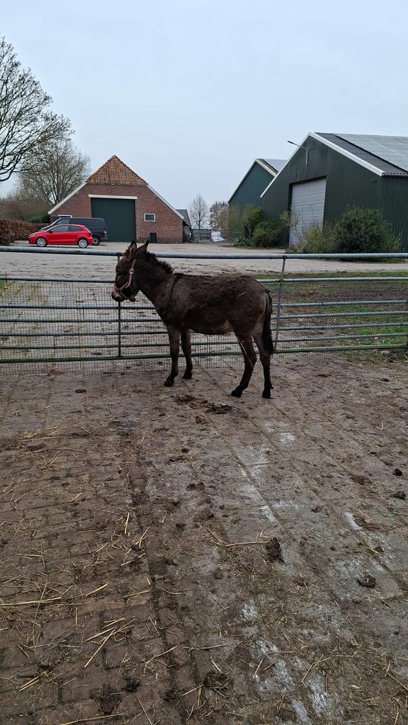 Ezel hengst 2.5 jaar met paspoort, Dieren en Toebehoren, Hengst, 0 tot 2 jaar