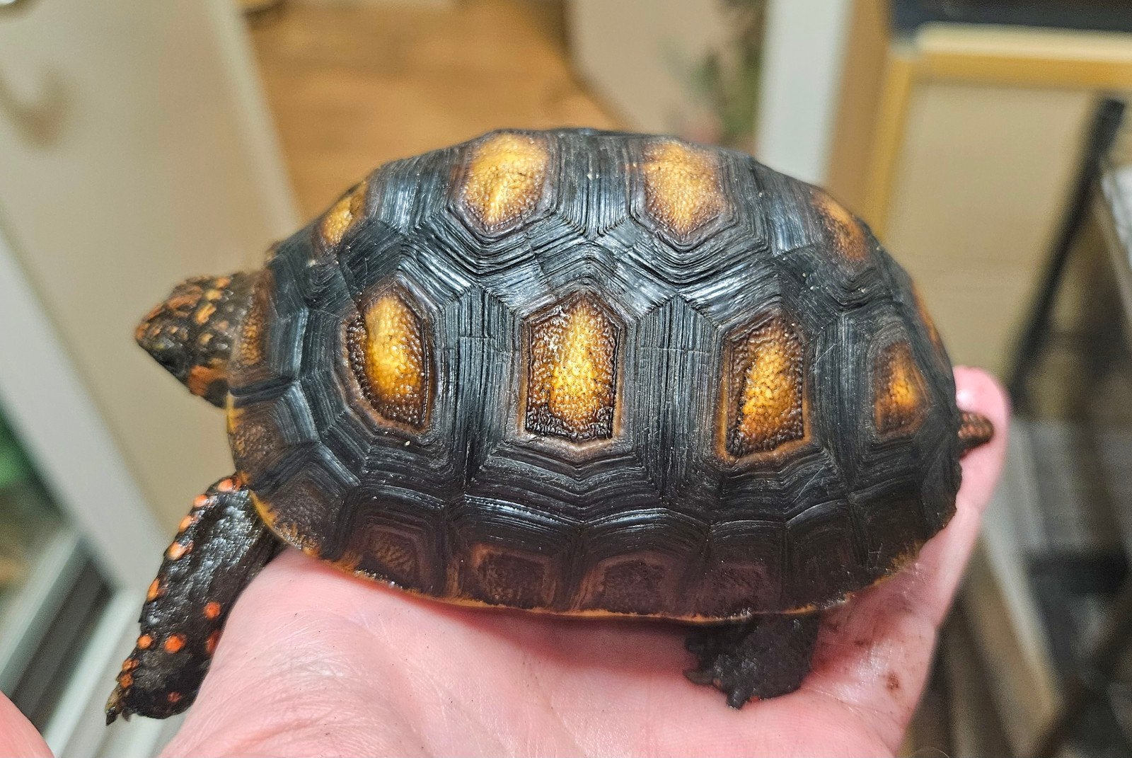 Kolenbranderschildpad – Chelonoidis carbonarius – nk 2025 Tortoise photo 12