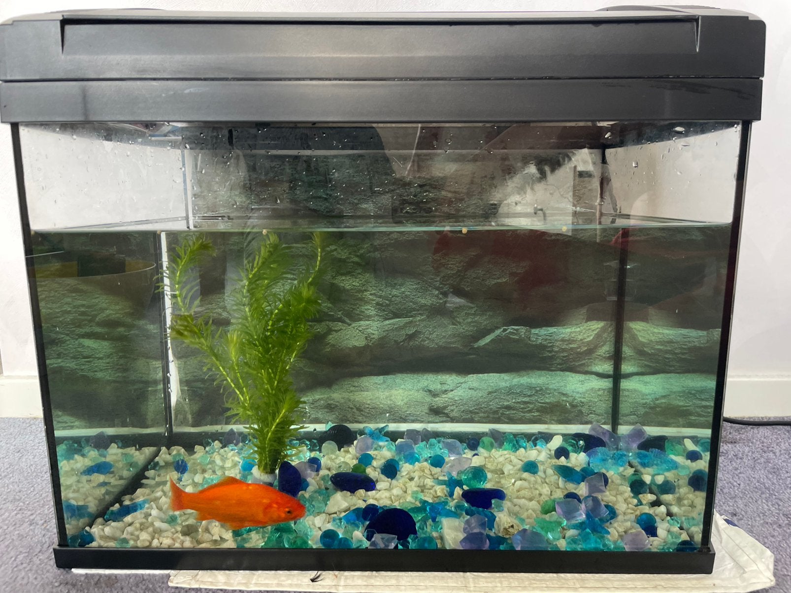 Aquarium met goudvis, Dieren en Toebehoren, Vissen | Aquaria en Toebehoren, Ophalen, Inclusief toebehoren, Zo goed als nieuw, Gevuld zoetwateraquarium