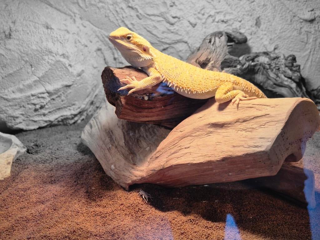 Baardagamen, Hagedis, Met terrarium, 3 tot 6 jaar