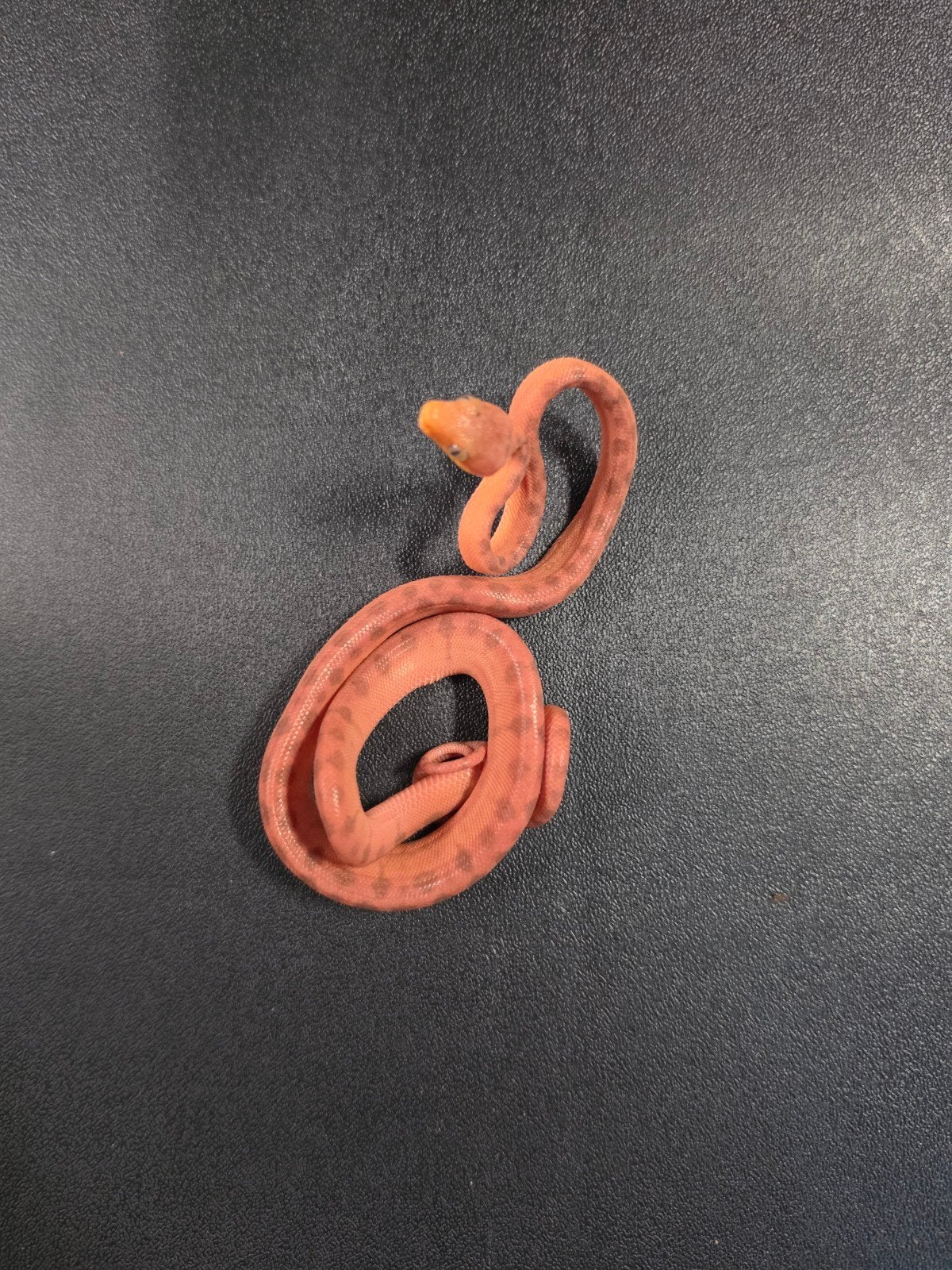 Corallus hortulana - tuinboa, Dieren en Toebehoren, 0 tot 2 jaar