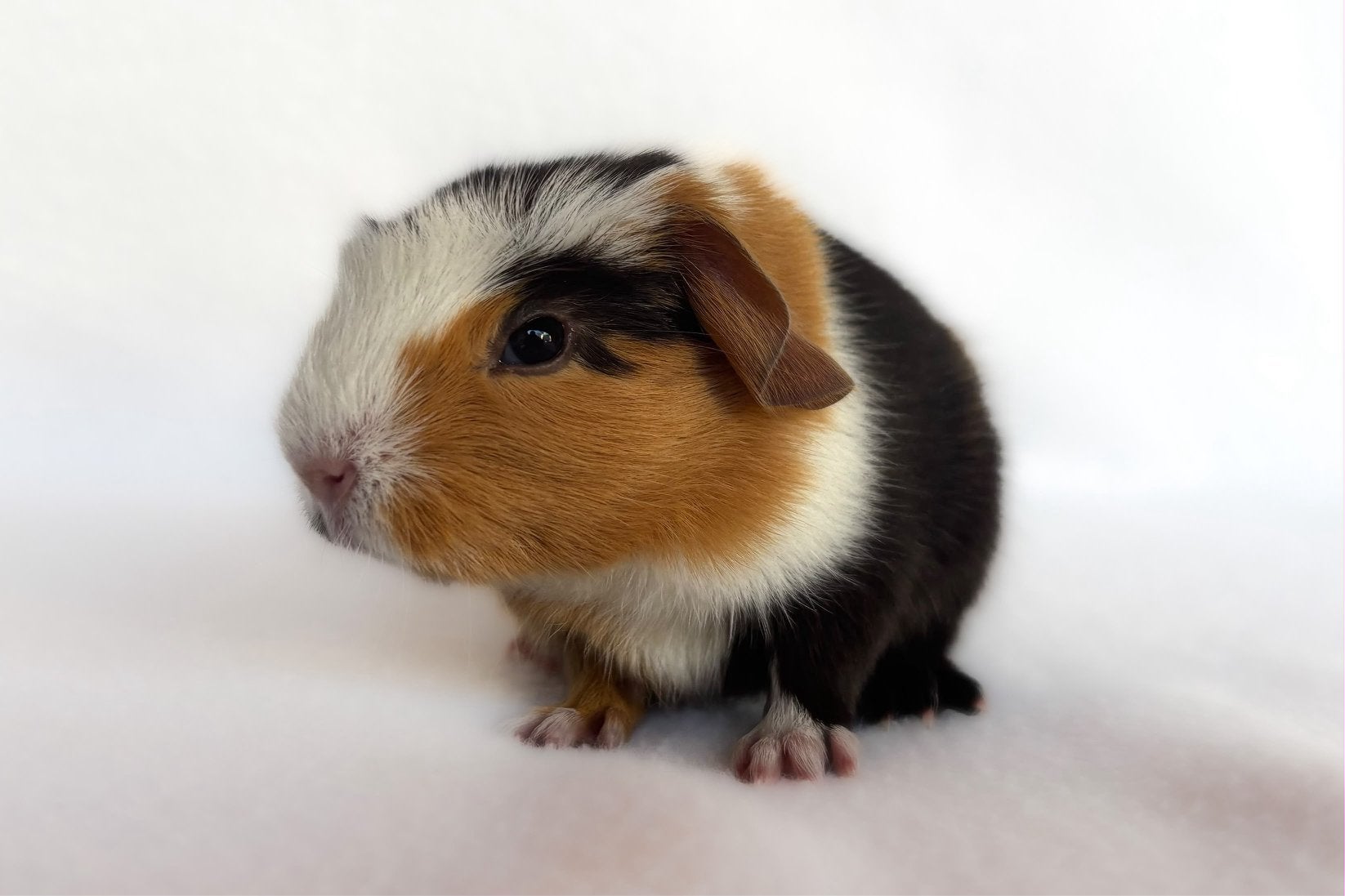 Choco-buff-wit engelsgekruinde beer, Dieren en Toebehoren, Cavia, Mannelijk, Tam, Oktober