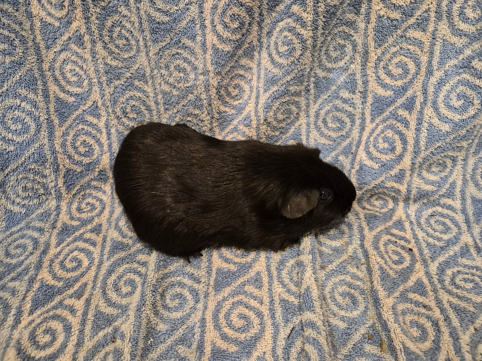 Gladhaar zwart zeugje, Februari, Vrouwelijk, Cavia