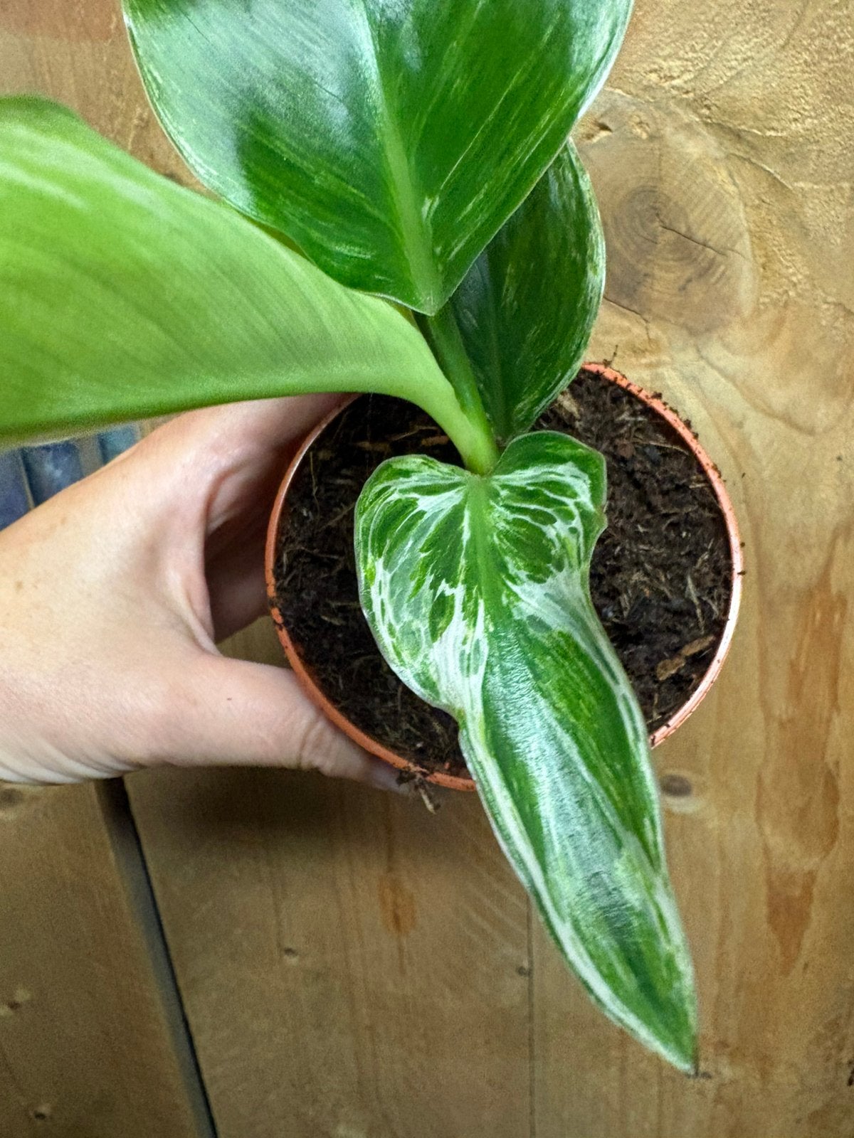 Strelitzia nicolai variegata plant albo white wit mint, Ophalen of Verzenden, Halfschaduw, Minder dan 100 cm