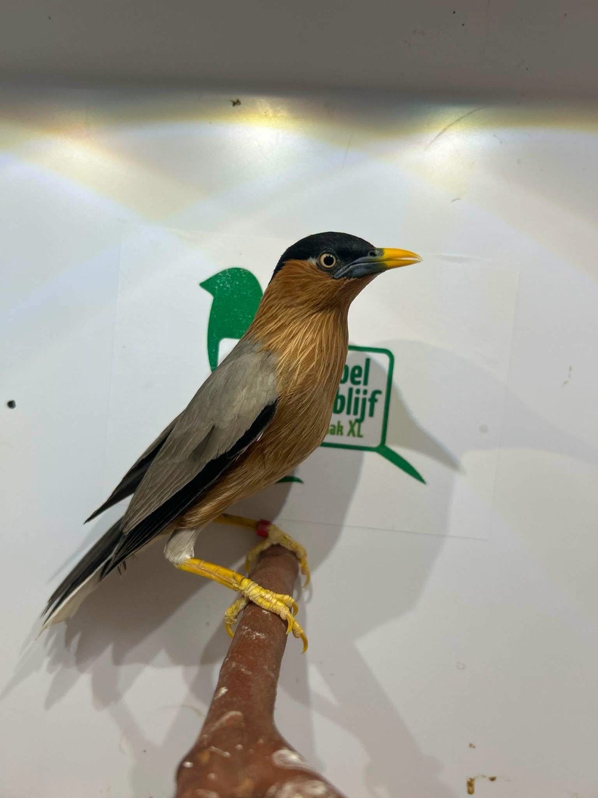 2-2 pagode spreeuw, Dieren en Toebehoren, Meerdere dieren, Tropenvogel, Geringd
