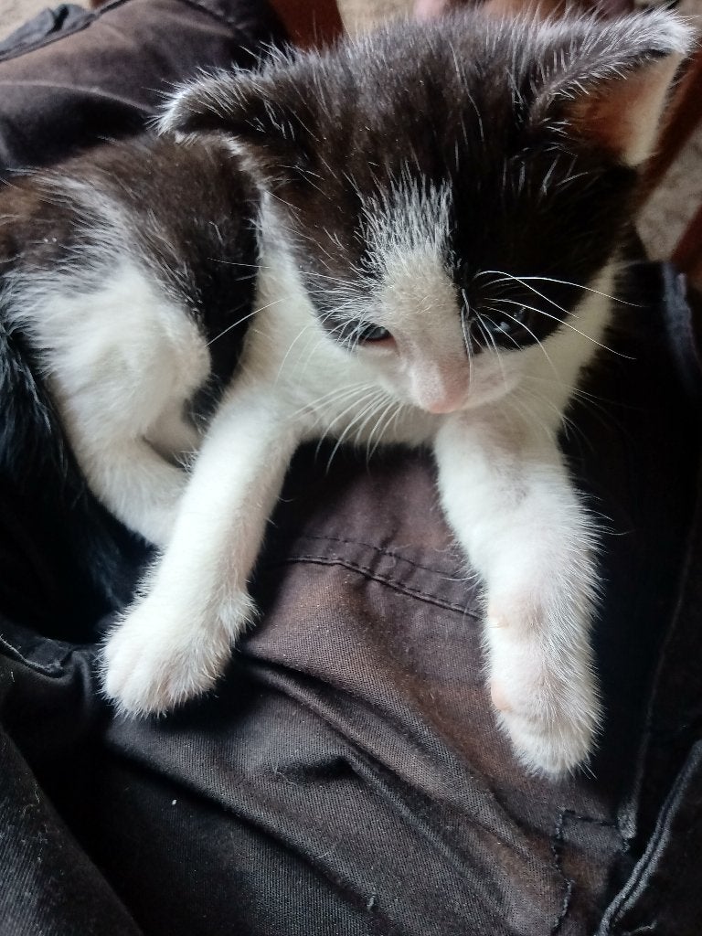 Kittens aangeboden, Poes, Ontwormd, 0 tot 2 jaar