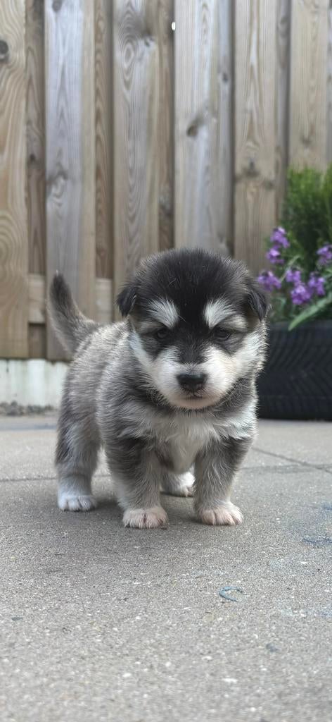 Pomsky F1 (husky x pomsky) Blauwe ogen Pups, Dieren en Toebehoren, Parvo, 8 tot 15 weken, Meerdere, Meerdere dieren