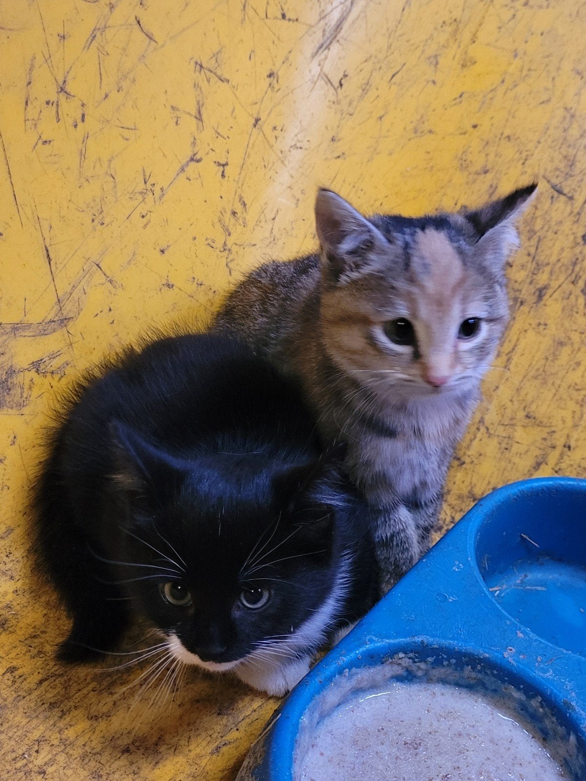1 mooi boerderijpoesje zoekt een nieuw huis, Poes