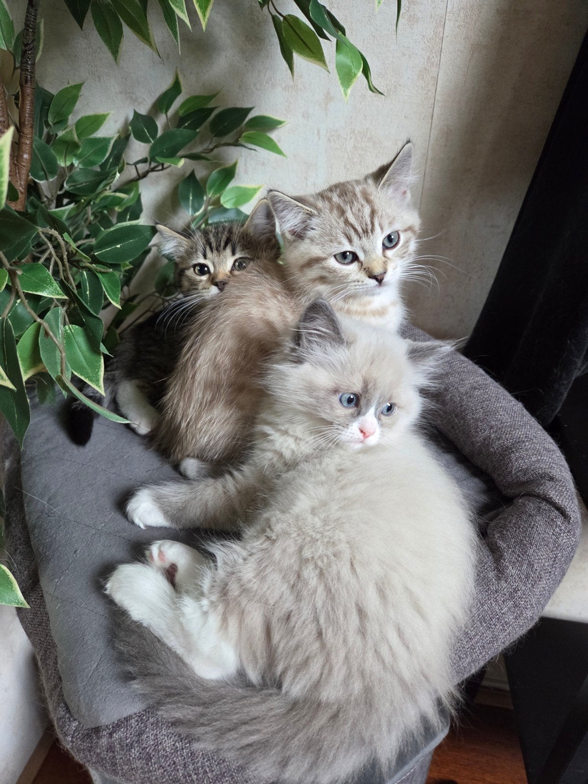 kittens ragdoll x brits korthaar, Dieren en Toebehoren, Meerdere dieren, 0 tot 2 jaar