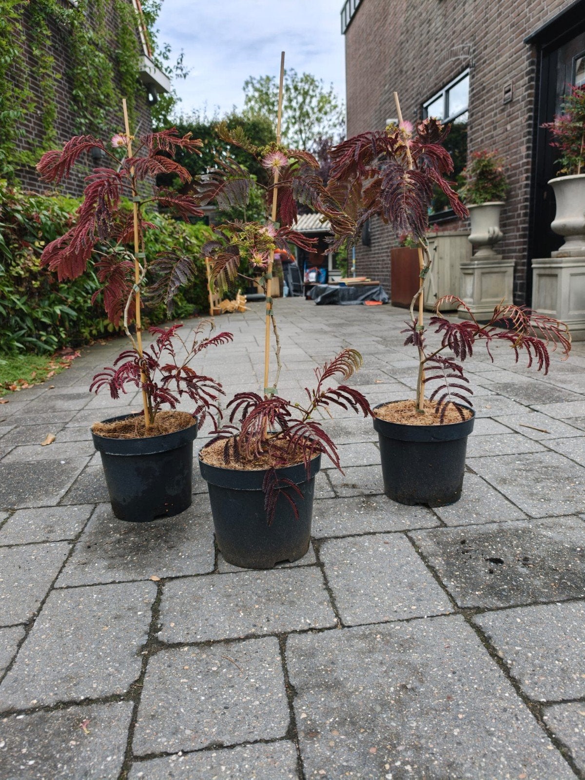 Albizia Chocolate Fountain, Tuin en Terras, Planten | Tuinplanten, Ophalen, Overige soorten, Volle zon