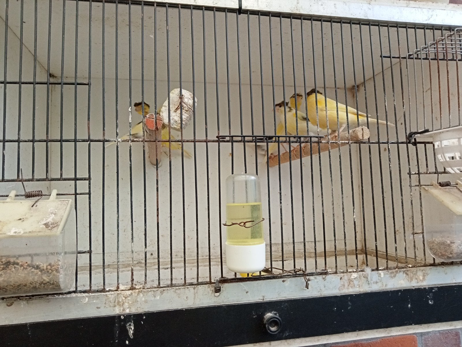 Jong Kanarie Met Kuif, Dieren en Toebehoren, Mannelijk, Zangkanarie