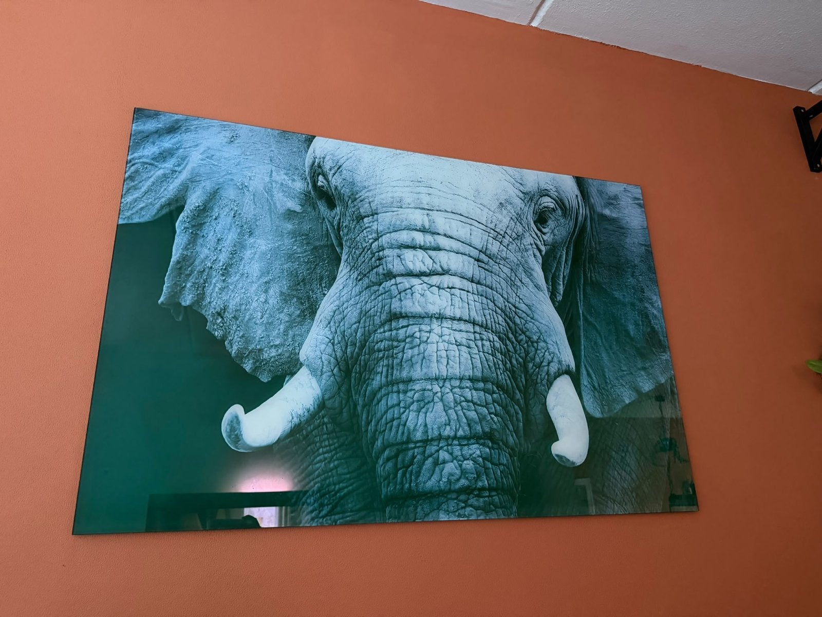 2x Foto op glas: Olifant & Leeuw - Prachtige wanddecoratie, Ophalen, Gebruikt, Foto of Poster