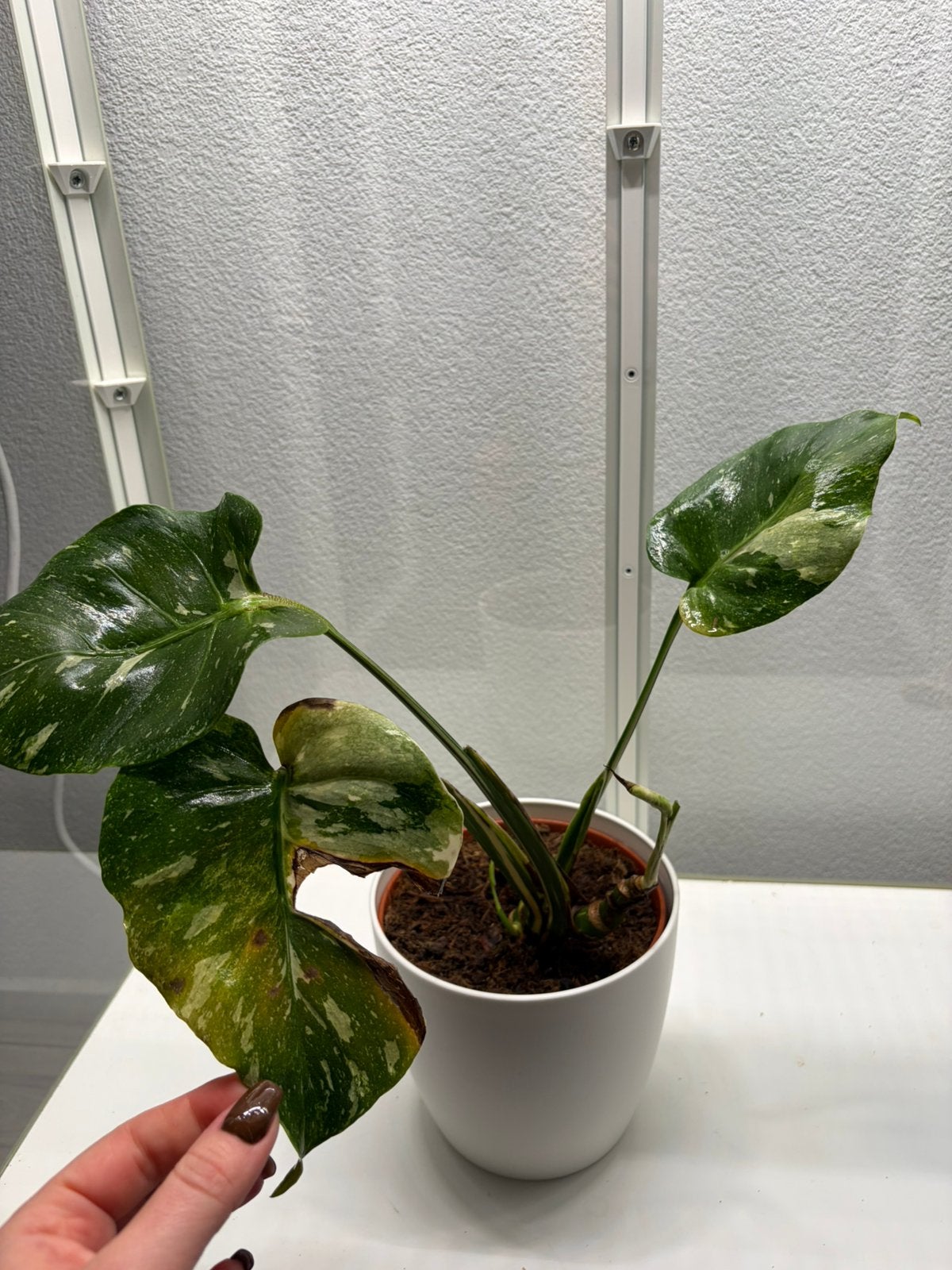 Monstera Thai Constellation tricolor, Ophalen of Verzenden, Halfschaduw, Minder dan 100 cm
