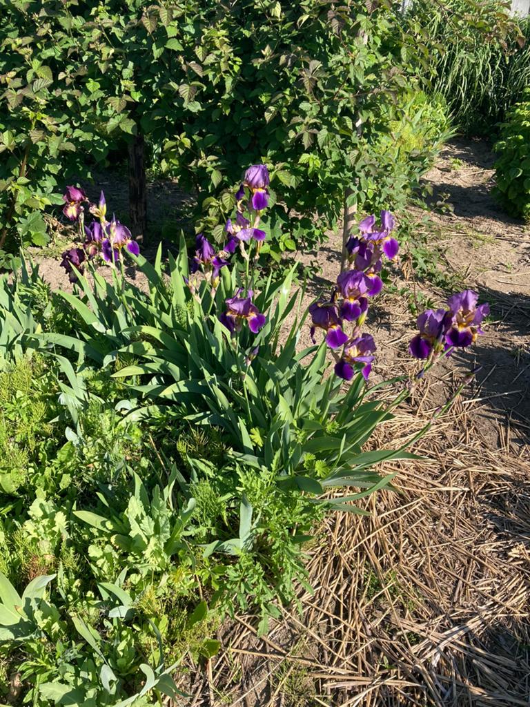 Baard Iris, Tuin en Terras, Planten | Tuinplanten, Ophalen, Lente