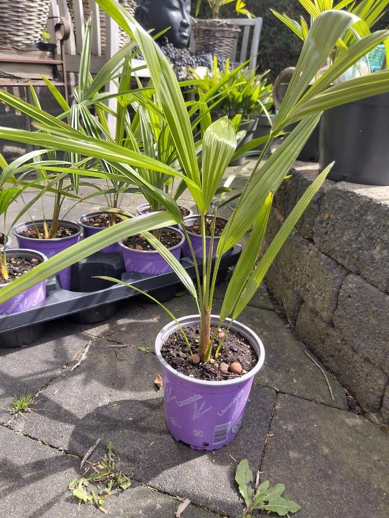 Palmboom, Ophalen, Overige soorten, Volle zon