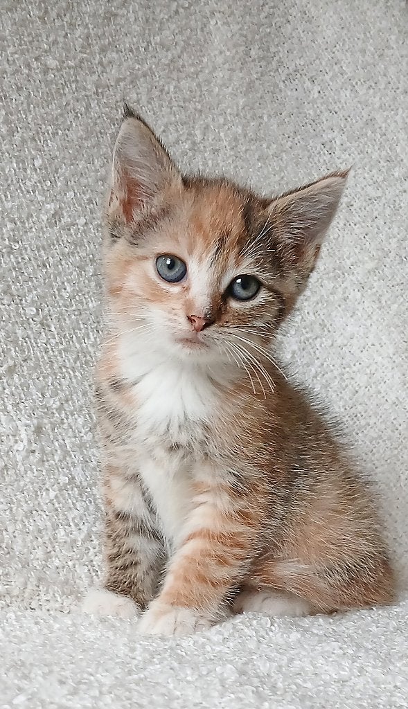 Lieve speelse kittens, Dieren en Toebehoren, Meerdere dieren, Kortharig, 0 tot 2 jaar