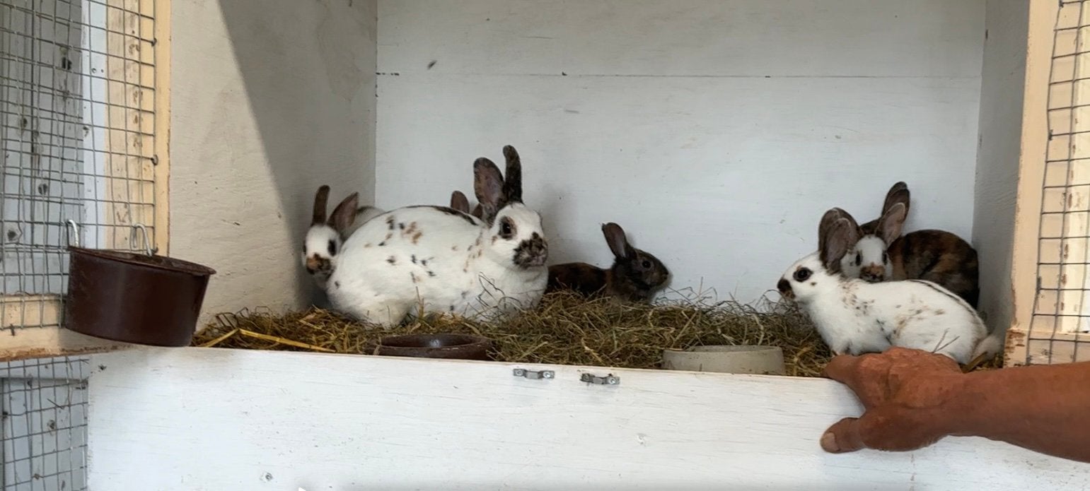 Jonge konijnen, dwergpapillon, Dieren en Toebehoren, Meerdere dieren