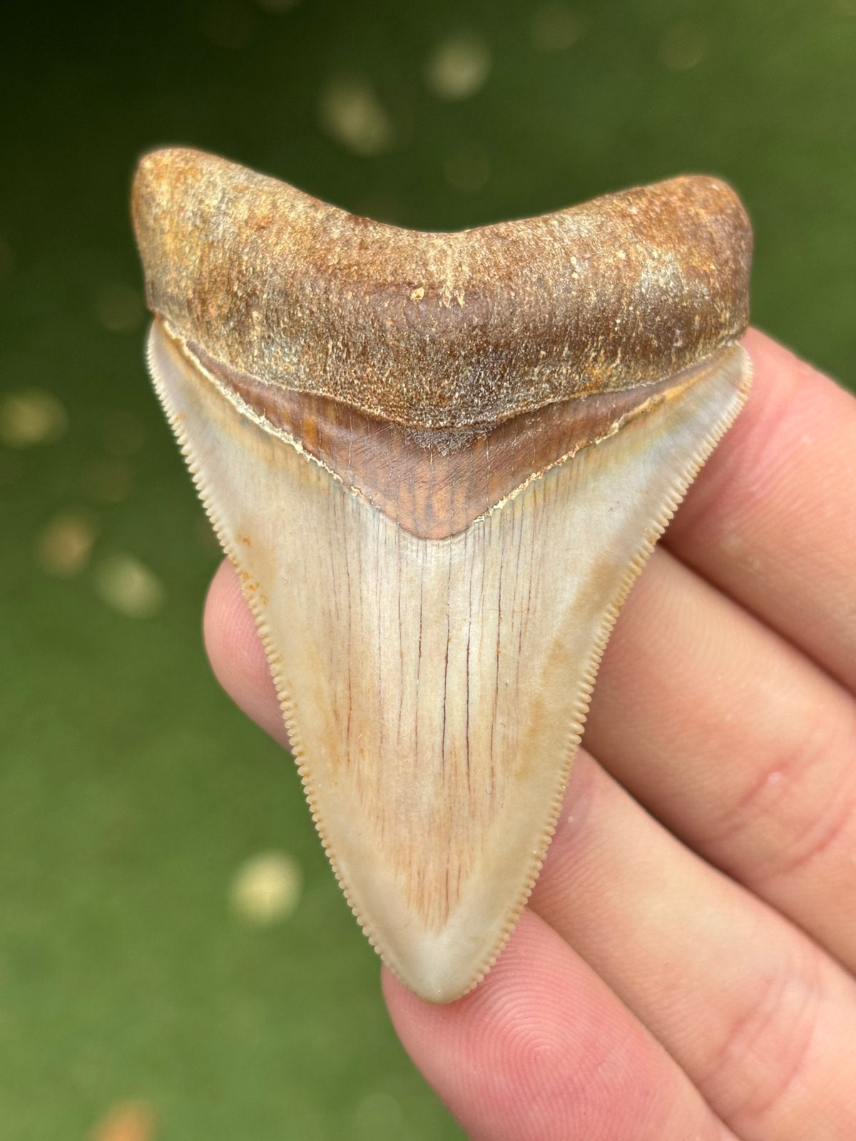 HIGH QUALITY! Megalodon haaientand fossiel Indonesië, Verzamelen, Ophalen of Verzenden, Fossiel
