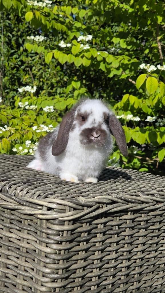 Super tamme dwerghangoorkonijntjes, opgegroeid in gezin, Dieren en Toebehoren, Konijnen, Meerdere dieren, Dwerg, Hangoor, 0 tot 2 jaar