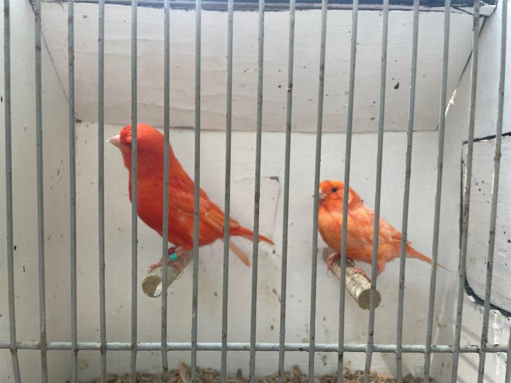 Mooi koppel rode Kanaries tt kwaliteit 2024, Dieren en Toebehoren, Vogels | Kanaries, Meerdere dieren, Kleurkanarie