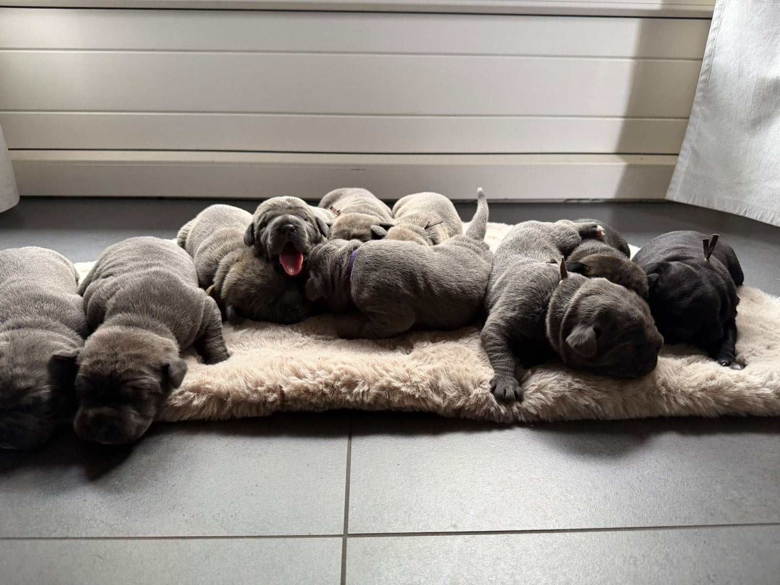 Cane corso pups, Overige rassen, 8 tot 15 weken, CDV (hondenziekte), Meerdere