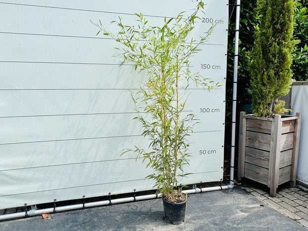 Bamboe - Spectabilis, Bloeit niet, 100 tot 250 cm, Volle zon, In pot