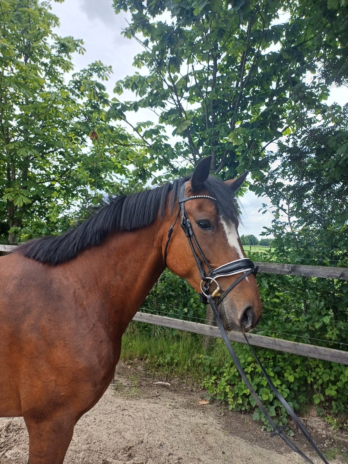 Lieve E-Pony merrie en ruin te koop🩷, Merrie, Minder dan 160 cm, B, 3 tot 6 jaar