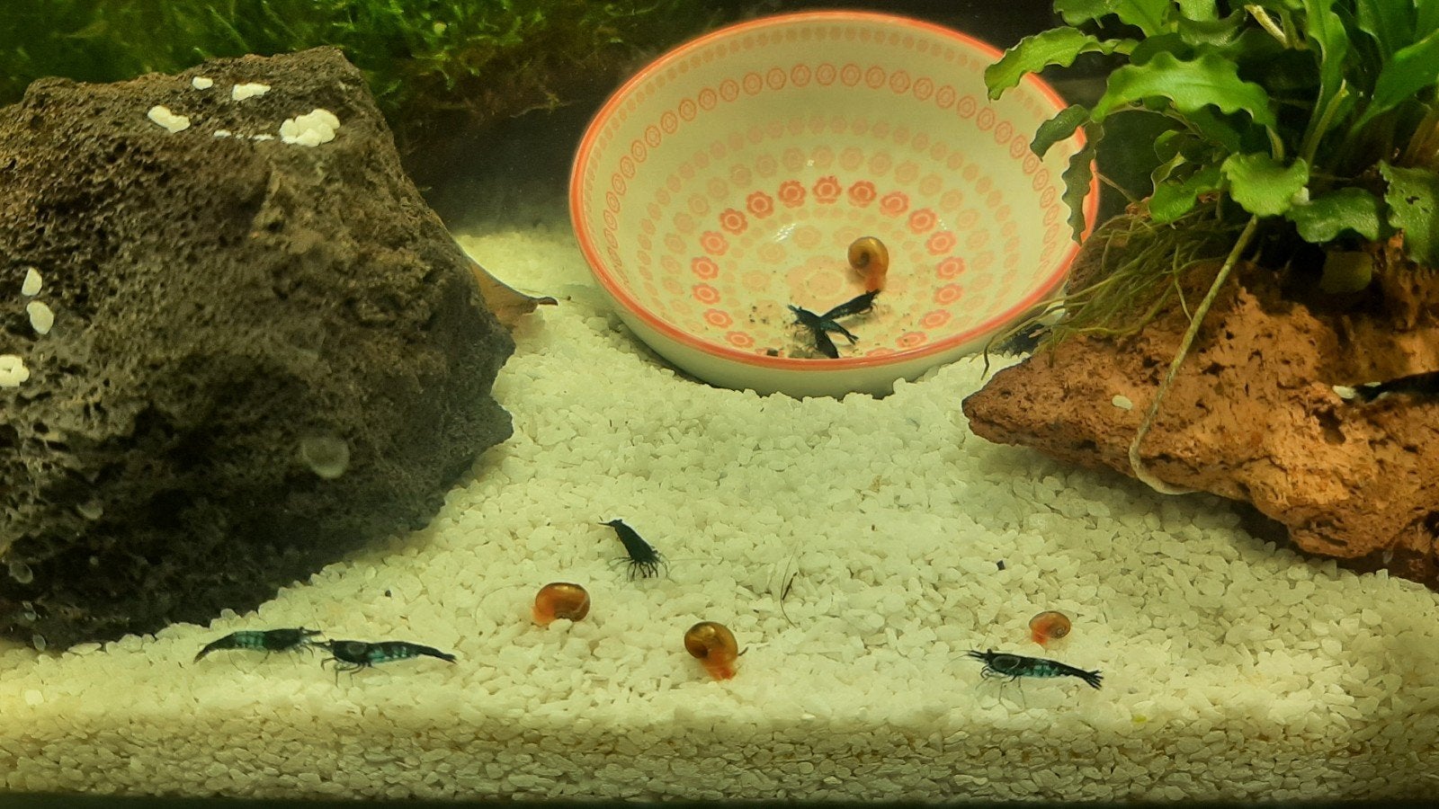 Gezocht torenslakjes,puntslakjes,voor in mijn garnalenbakje., Dieren en Toebehoren, Vissen | Aquariumvissen, Slak of Weekdier